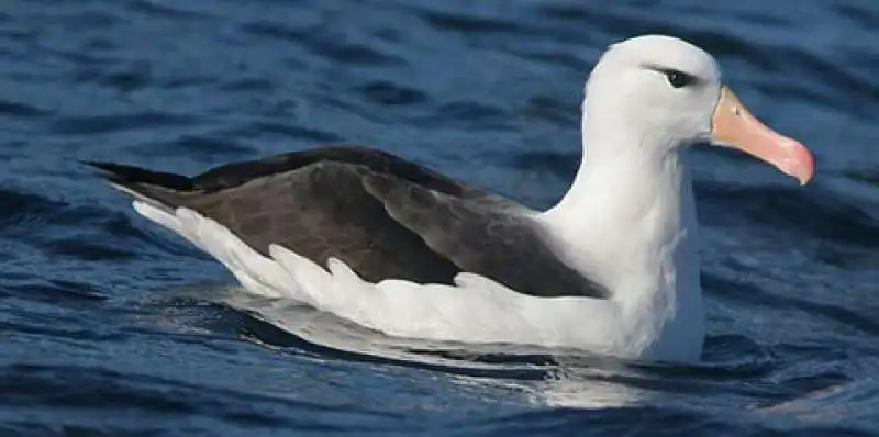 albatros dai sopraccigli neri  10