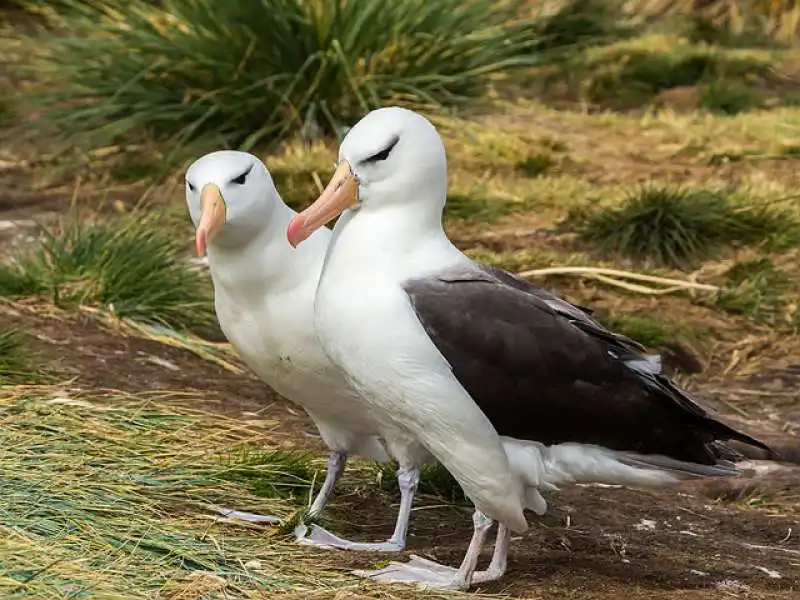 albatros dai sopraccigli neri  3