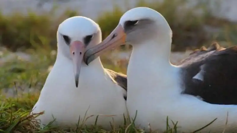 albatros dai sopraccigli neri  6