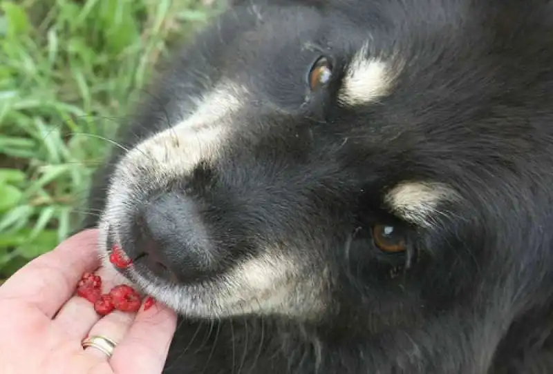 bacche goji cani 