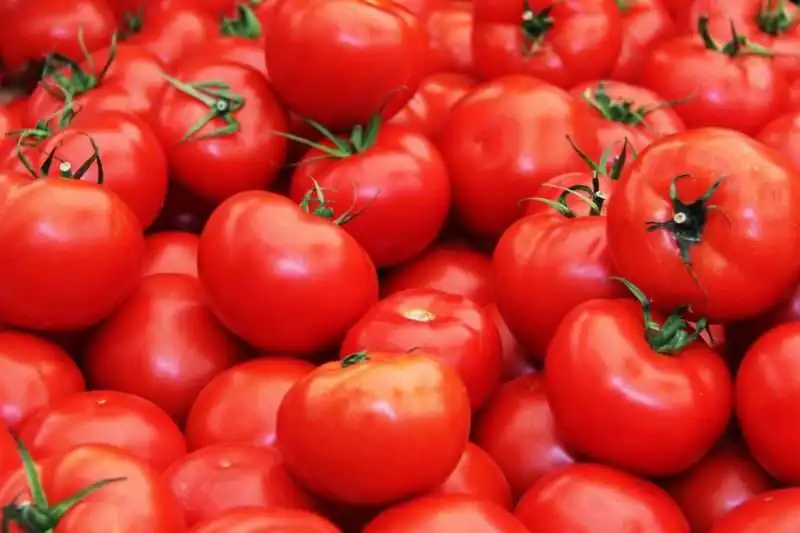 inchiesta sul pomodoro cinese 7