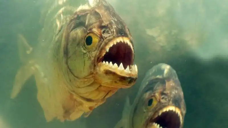 Piranha