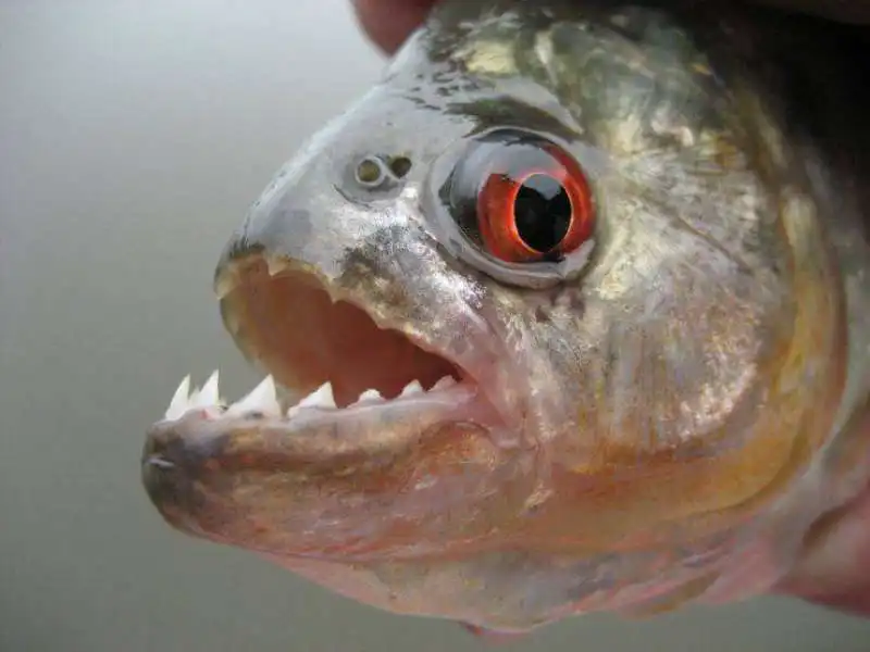 Piranha 2