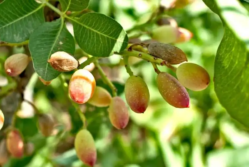 pistacchio verde di bronte 1