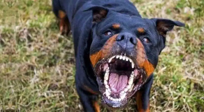 rottweiler 