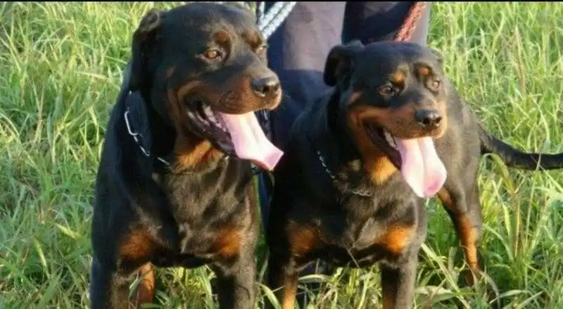 rottweiler 