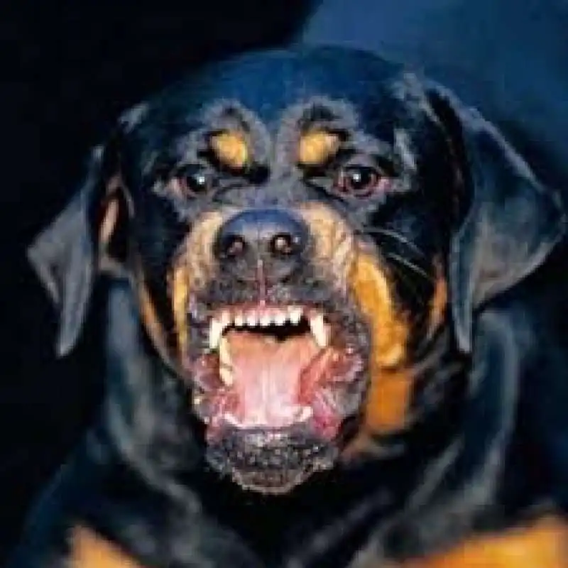 rottweiler 