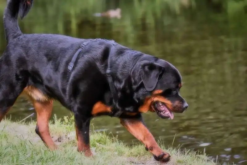 rottweiler 