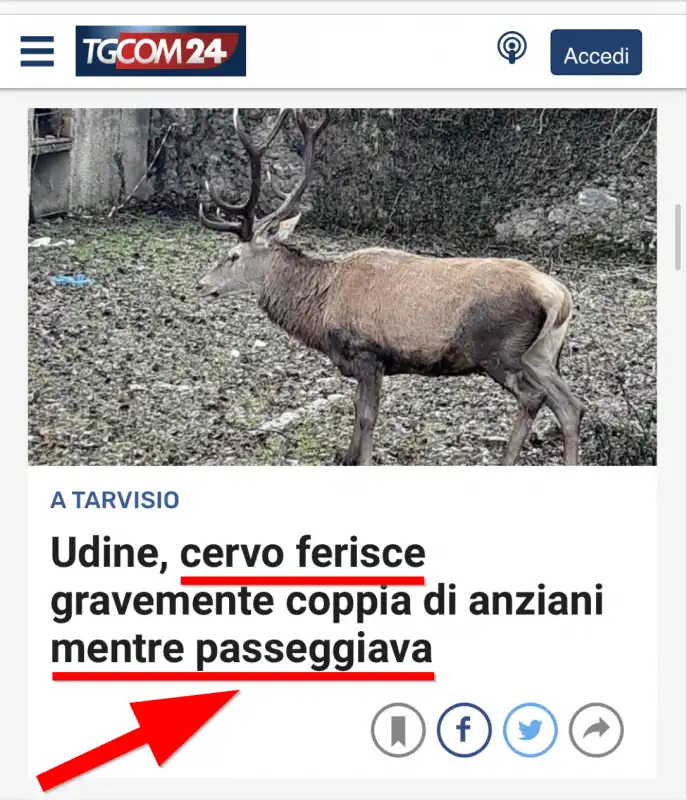 TgCom24 - Cervo passeggia e ferisce