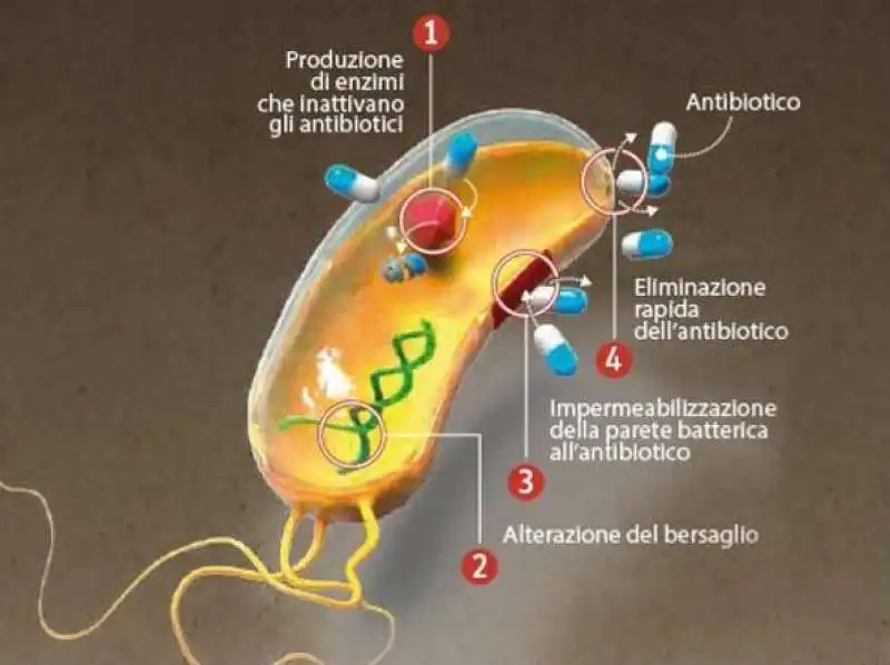 batterio antibiotico resistente 2