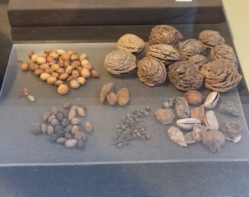 colosseo cosa mangiavano gli spettatori