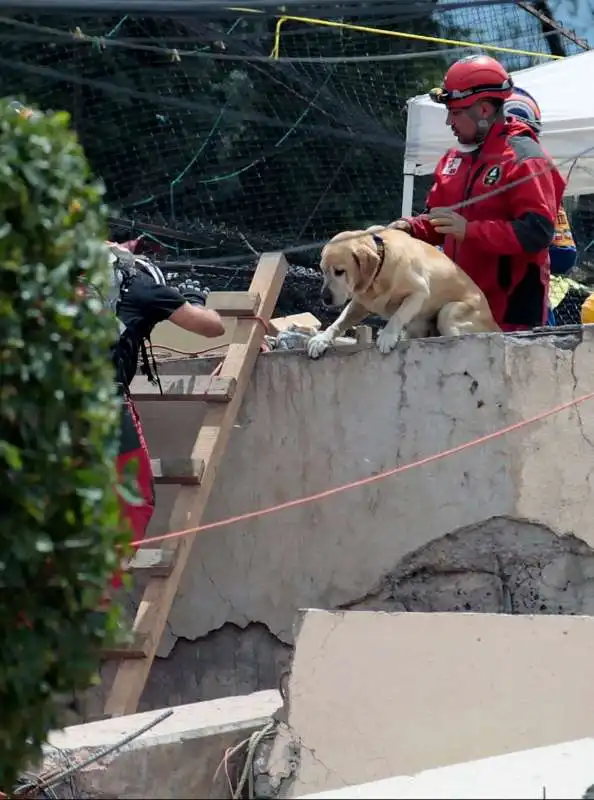 frida il cane eroe che ha salvato decine di persone dopo il terremoto in messico 6