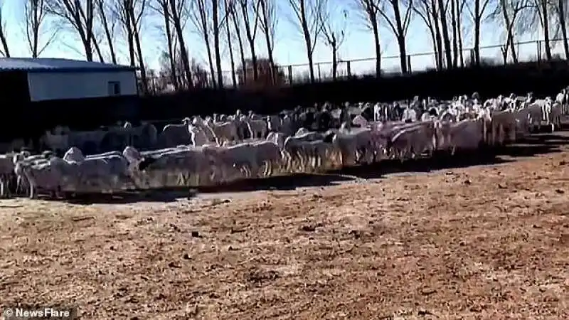 pecore camminano in cerchio per 12 giorni di fila 