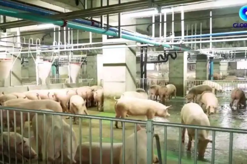 pig farm cina 