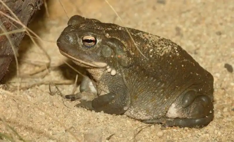 rospo del deserto di sonora  2