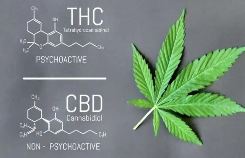 THC CBD 