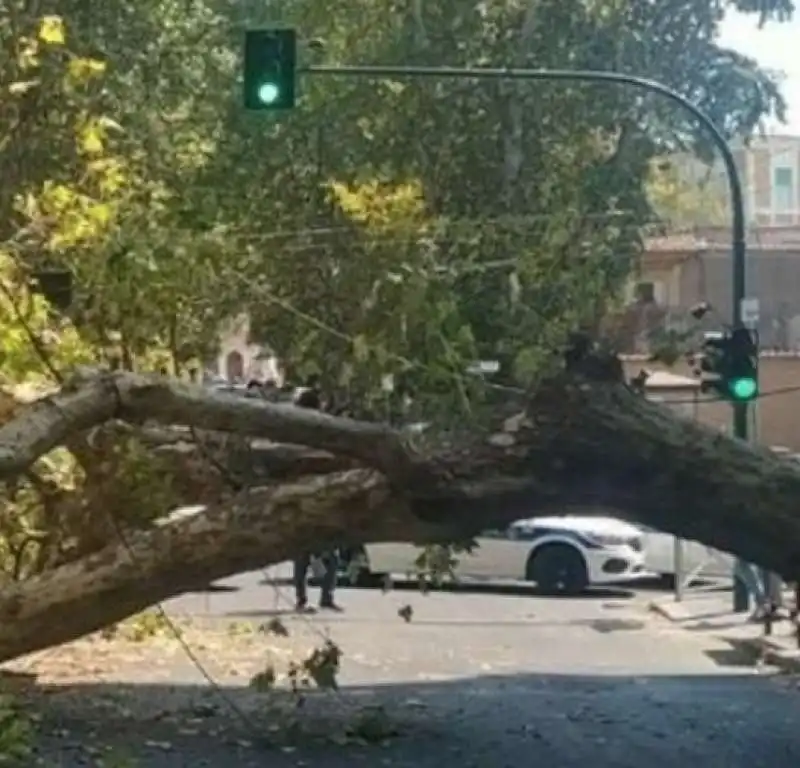 alberi caduti a roma   1