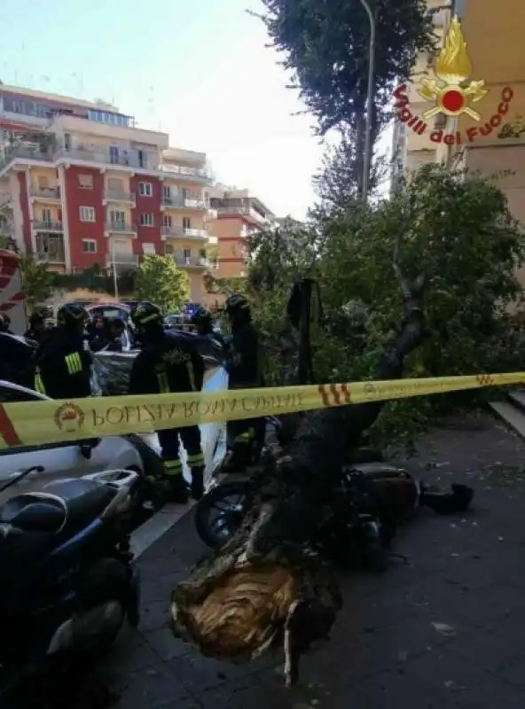 alberi caduti a roma   3