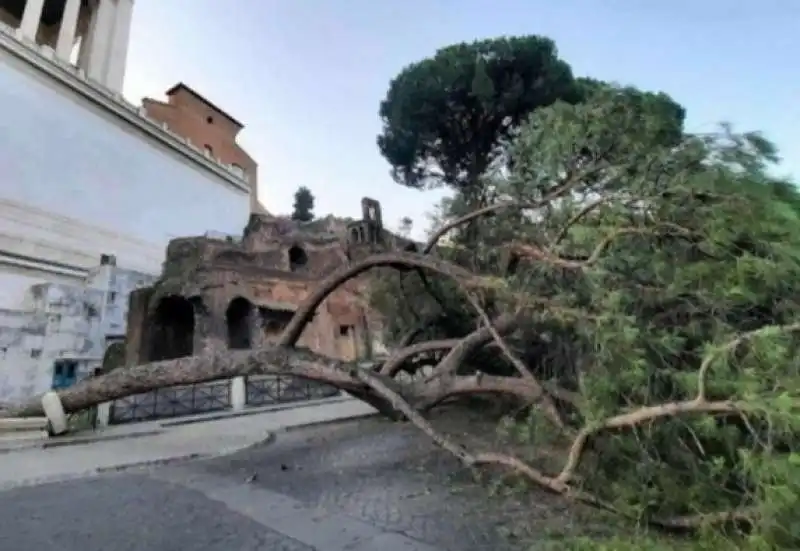 alberi caduti a roma   4