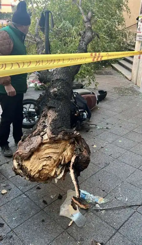 albero caduto a roma, in via di donna olimpia   monteverde 