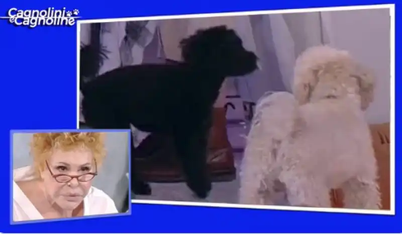 ornella vanoni e i cani