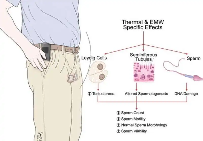 uso del cellulare e qualita dello sperma  1