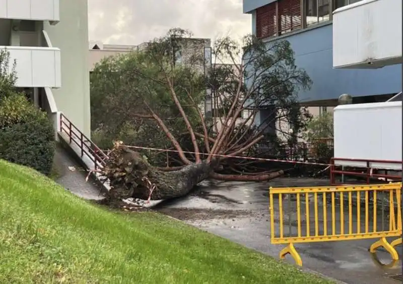 ALBERO SI SPEZZA ALL UNIVERSITA DI SALERNO A FISCIANO