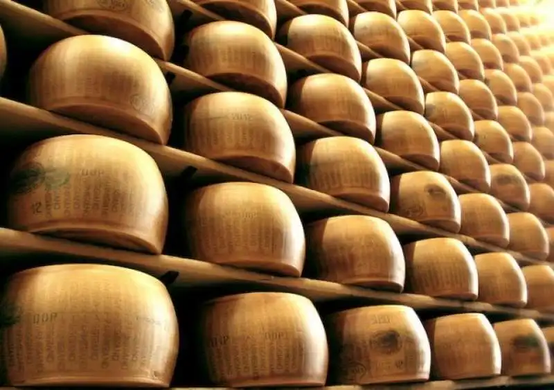 forme di parmigiano