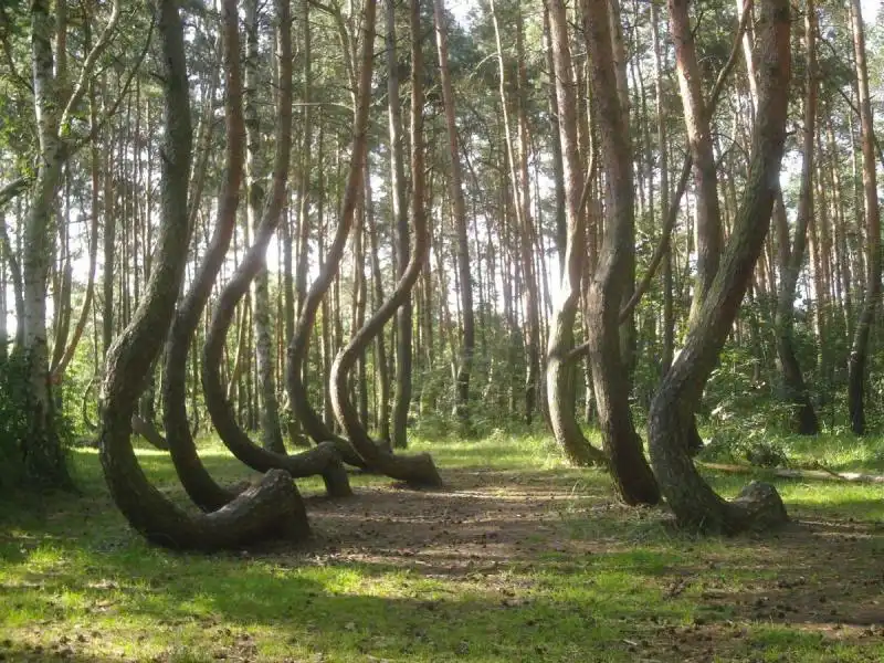 La foresta Storta in Polonia 