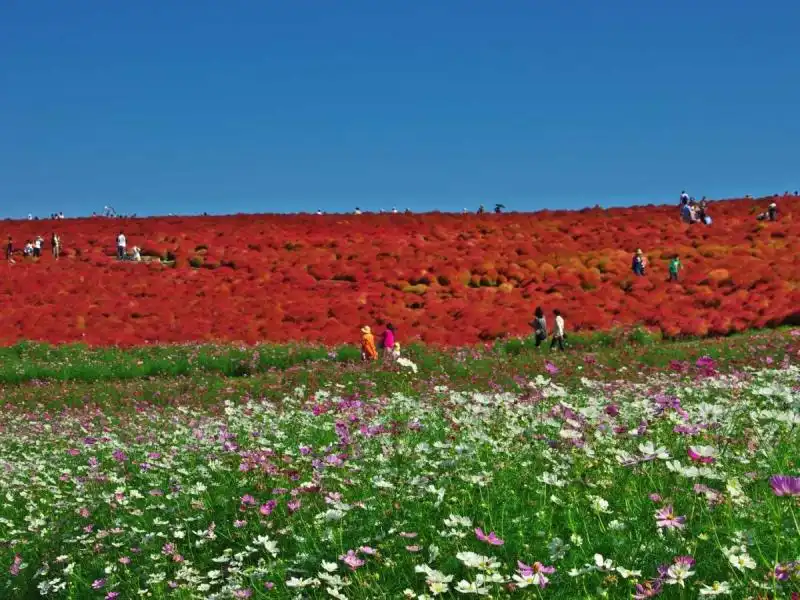 Hitachi Seaside Park a Ibaraki in Giappone 