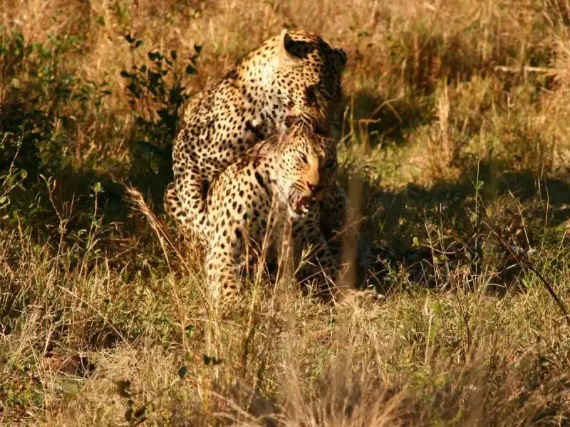 Selous Game Reserve in Tanzania 