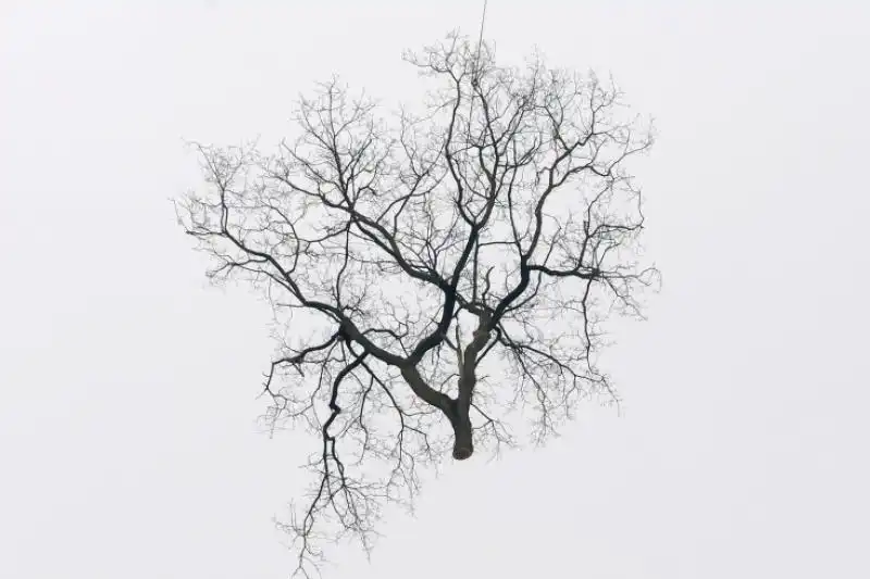 UN ALBERO TAGLIATO TRASPORTATO DA UN ELICOTTERO IN GERMANIA 