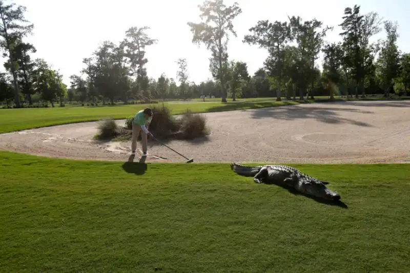 UN ALLIGATORE IN UN CAMPO DI OLF IN LOUISIANA 