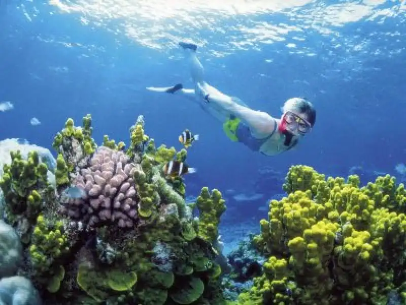 la barriera corallina australiana 