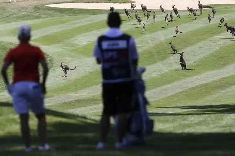 CANGURI INVADONO IL GREEN DURANTE UNA GARA DI GOLF A CANBERRA 