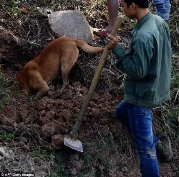 i cani aiutano i cacciatori di topi 