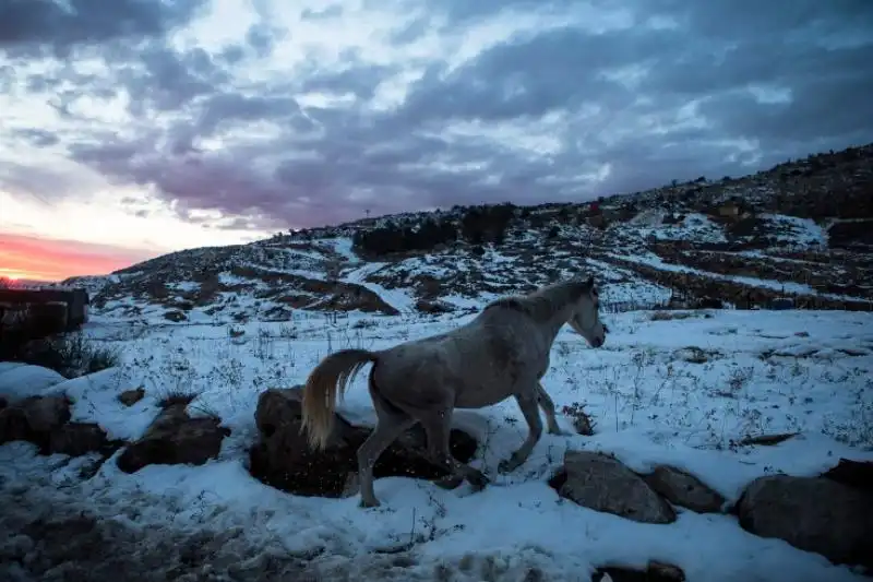 Cavallo nella neve sulle Montagne del Golan 