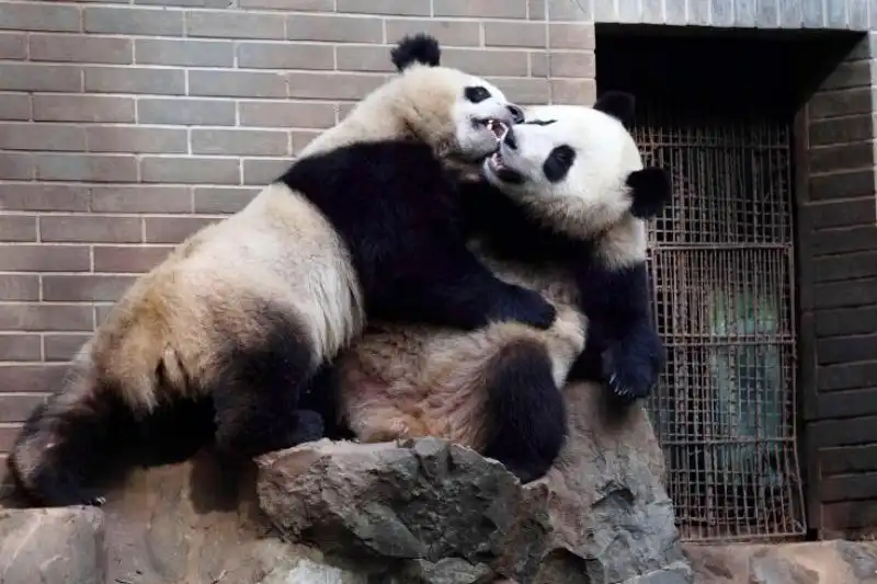 UNA COPPIA DI PANDA IN UNO ZOO CINESE 