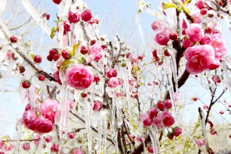 FIORI CON GHIACCIO IN UN GIARDINO NELLO XINIJIANG 