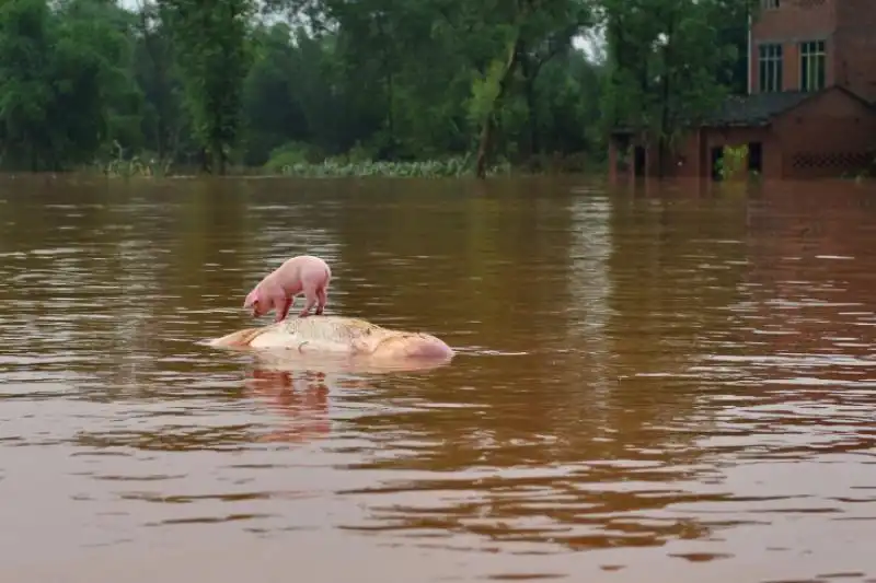 UN MAIALE SI REGGE IN PIEDI SUL CADAVERE DI UNA SCROFA DURANTE UNALLUVIONE IN CINA 