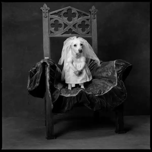 I PARTY DI NATALE CON I CANI MARY ELLEN MARK 