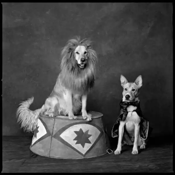 I PARTY DI NATALE CON I CANI MARY ELLEN MARK 