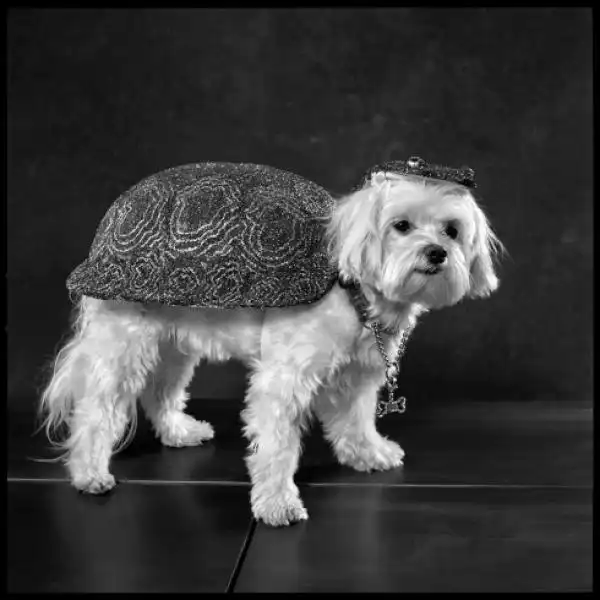 I PARTY DI NATALE CON I CANI MARY ELLEN MARK 