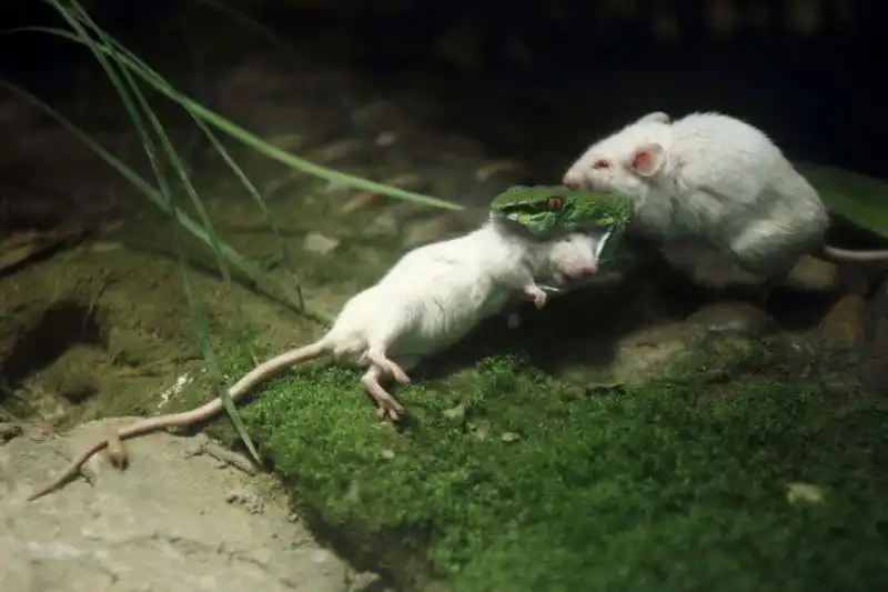 Il pasto del serpente allo zoo di Hangzhou 