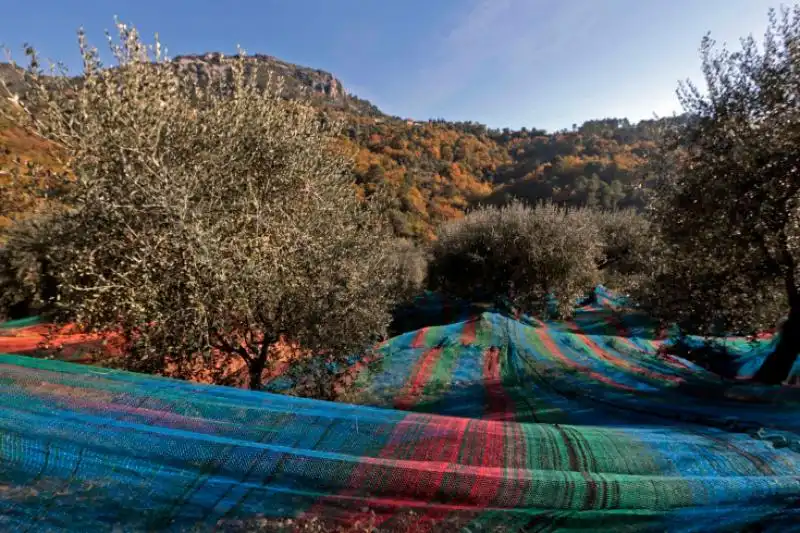 LE RETI PER RACCOGLIERE LE OLIVE A NIZZA 