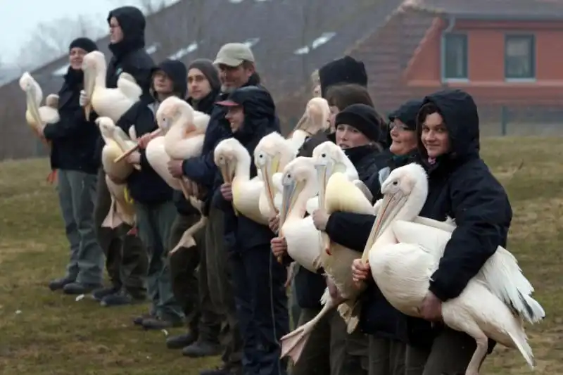 UN RILASCIO DI PELLICANI A MARLOW IN GERMANIA 