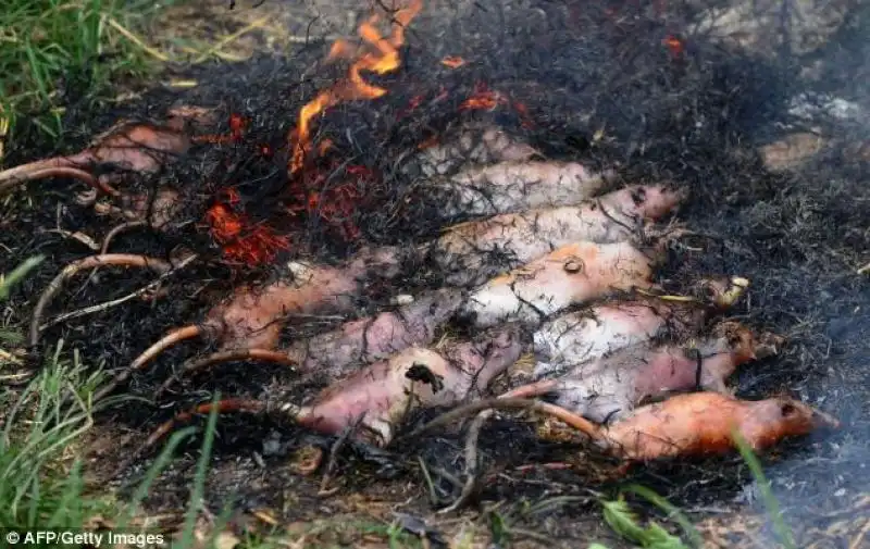 roditori cotti su un fuoco all aperto a Phuong nei pressi di Hanoi 