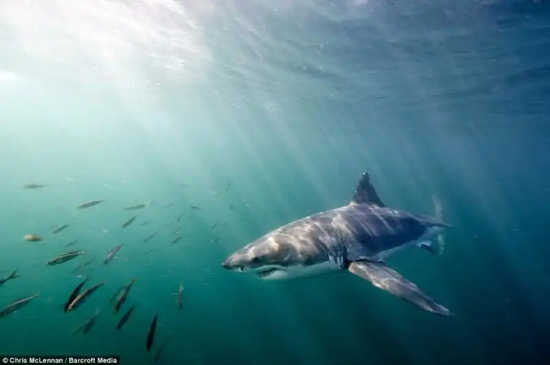 LO SQUALO BIANCO CHE SBRANA UNA FOCA FANTOCCIO 