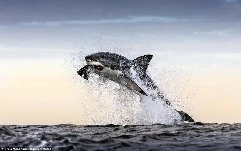 LO SQUALO BIANCO CHE SBRANA UNA FOCA FANTOCCIO 