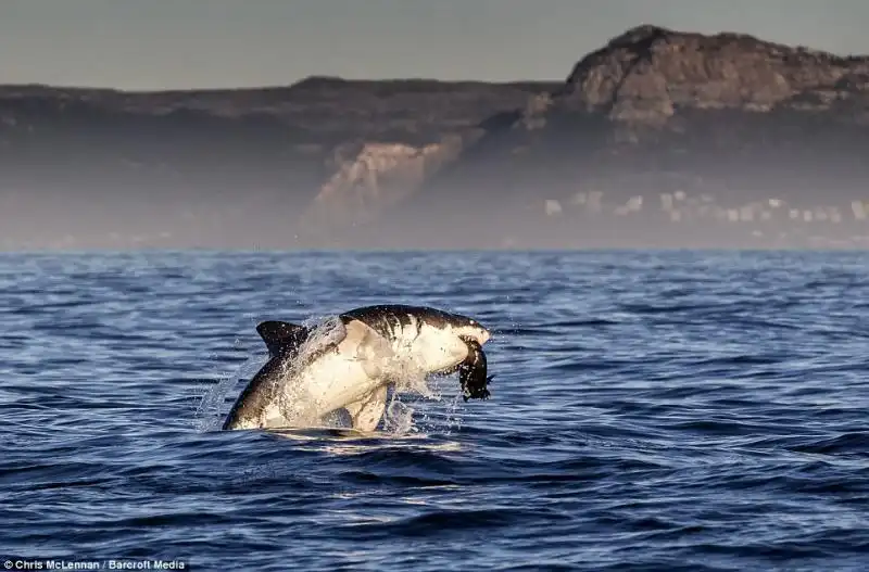 LO SQUALO BIANCO CHE SBRANA UNA FOCA FANTOCCIO 